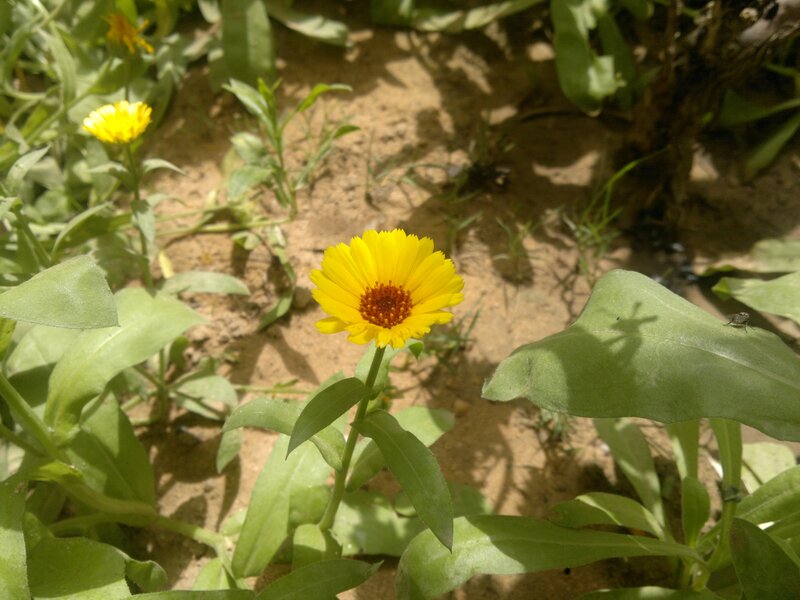 Yellow Flower in Soil