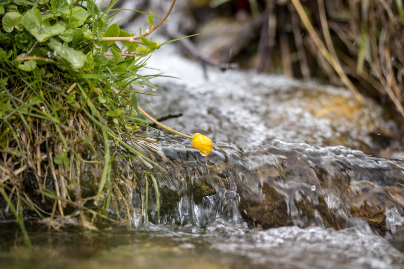Yellow Flower in Stream