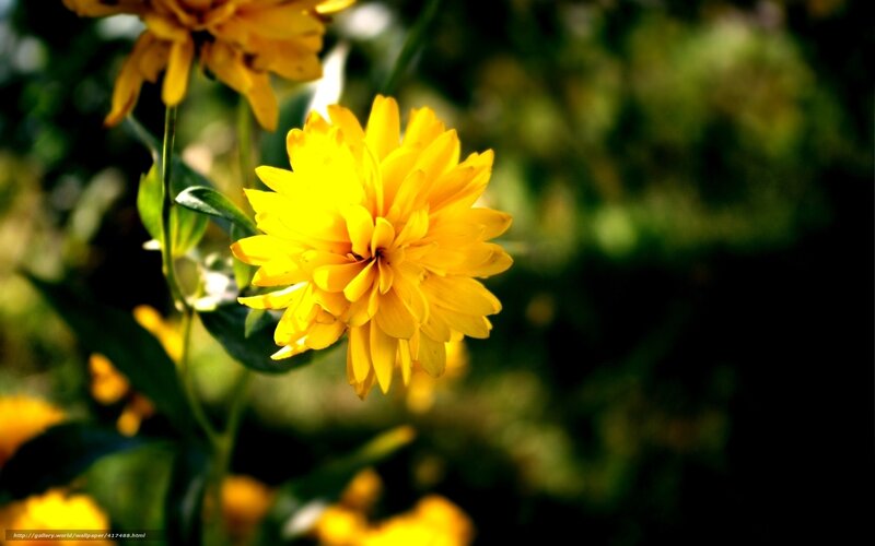 Yellow flower in sunlight