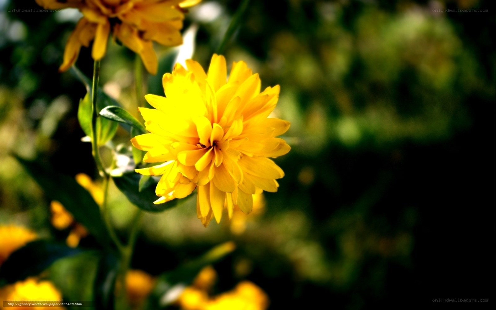 Yellow flower in sunlight