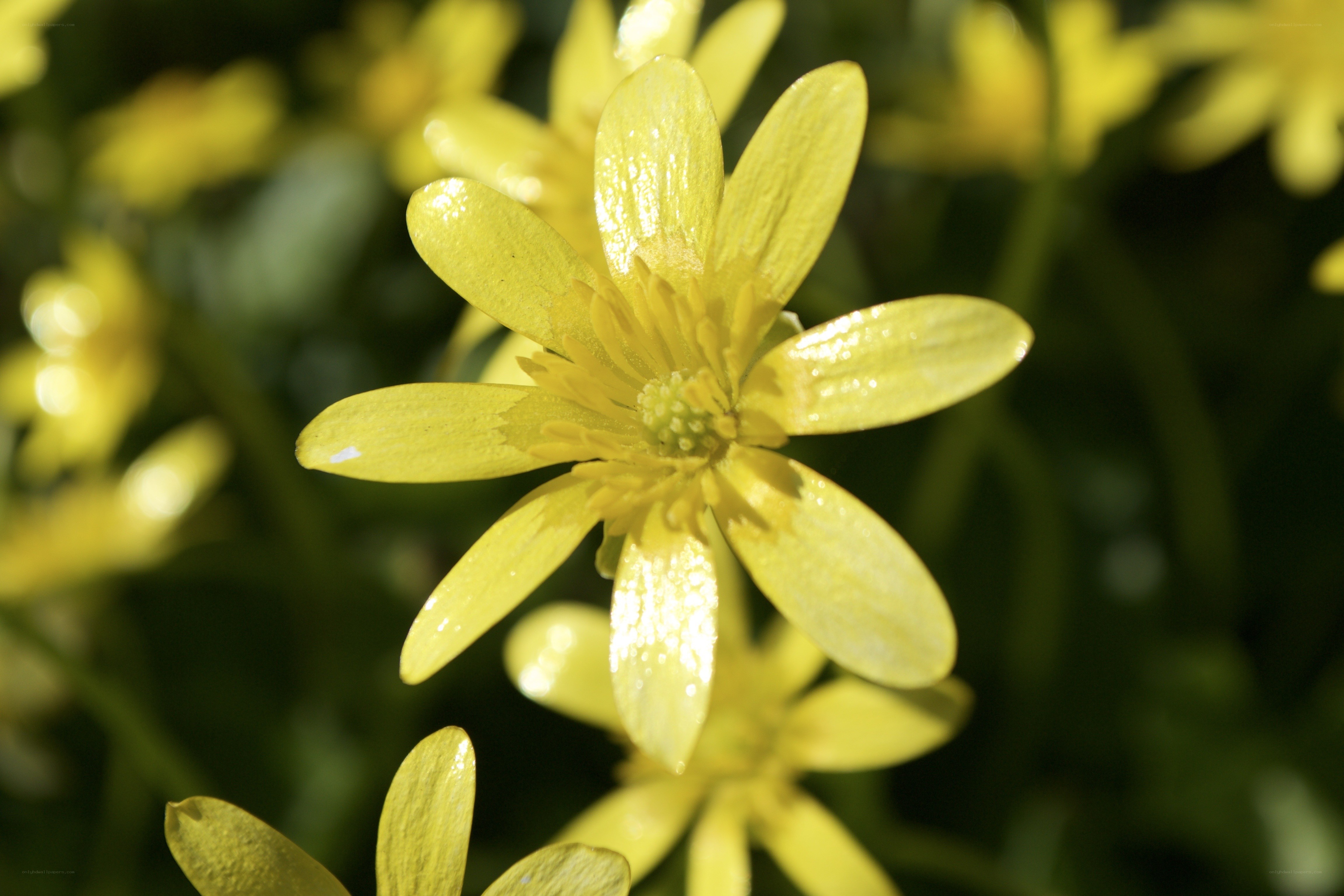 Yellow flower in sunlight