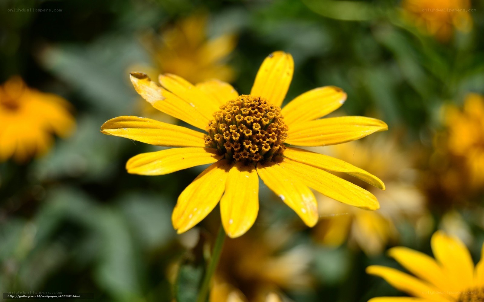 Yellow flower in sunlight