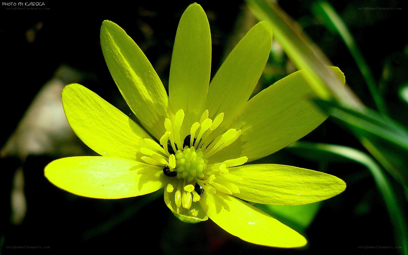 yellow flower in sunlight