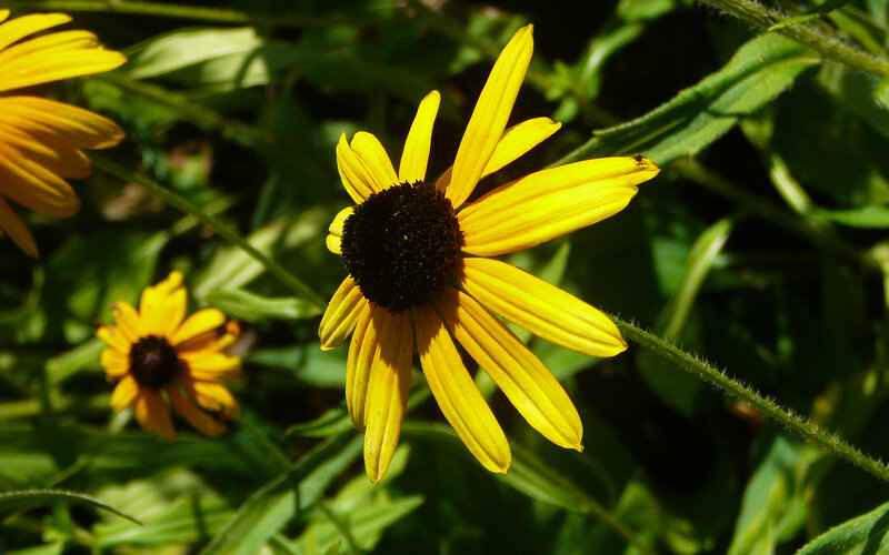 Yellow flower in sunlight
