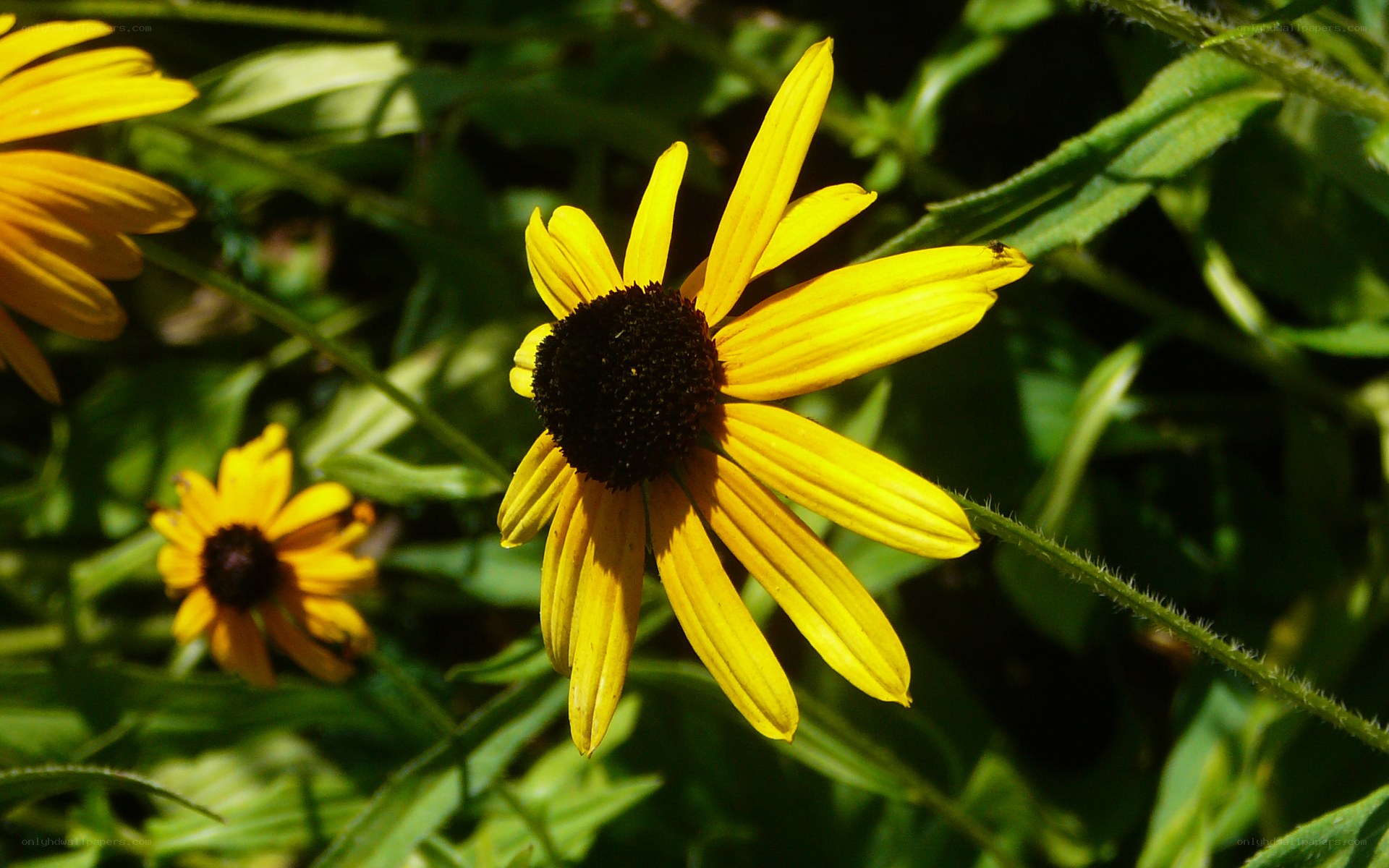 Yellow flower in sunlight
