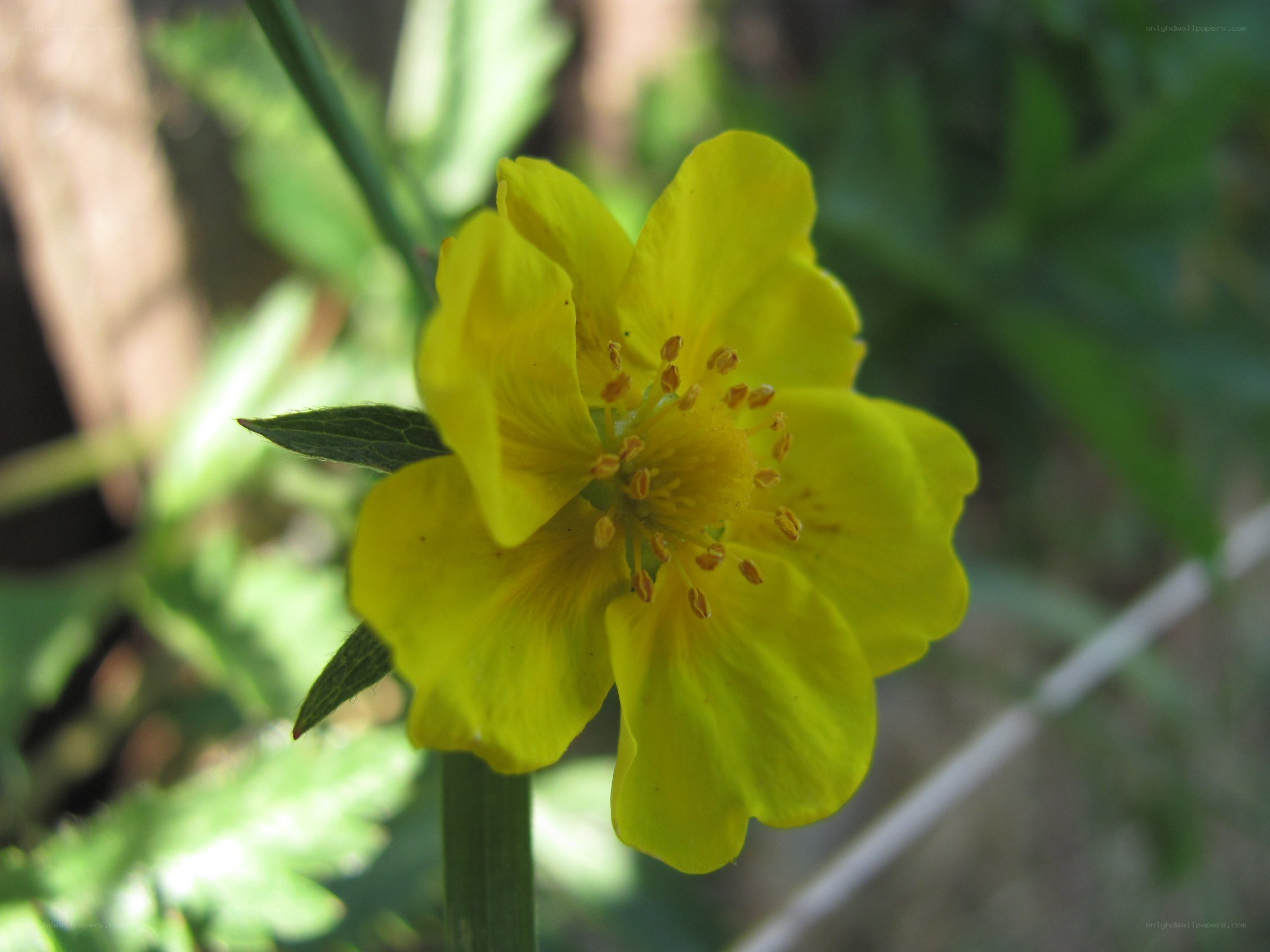 yellow flower in sunlight