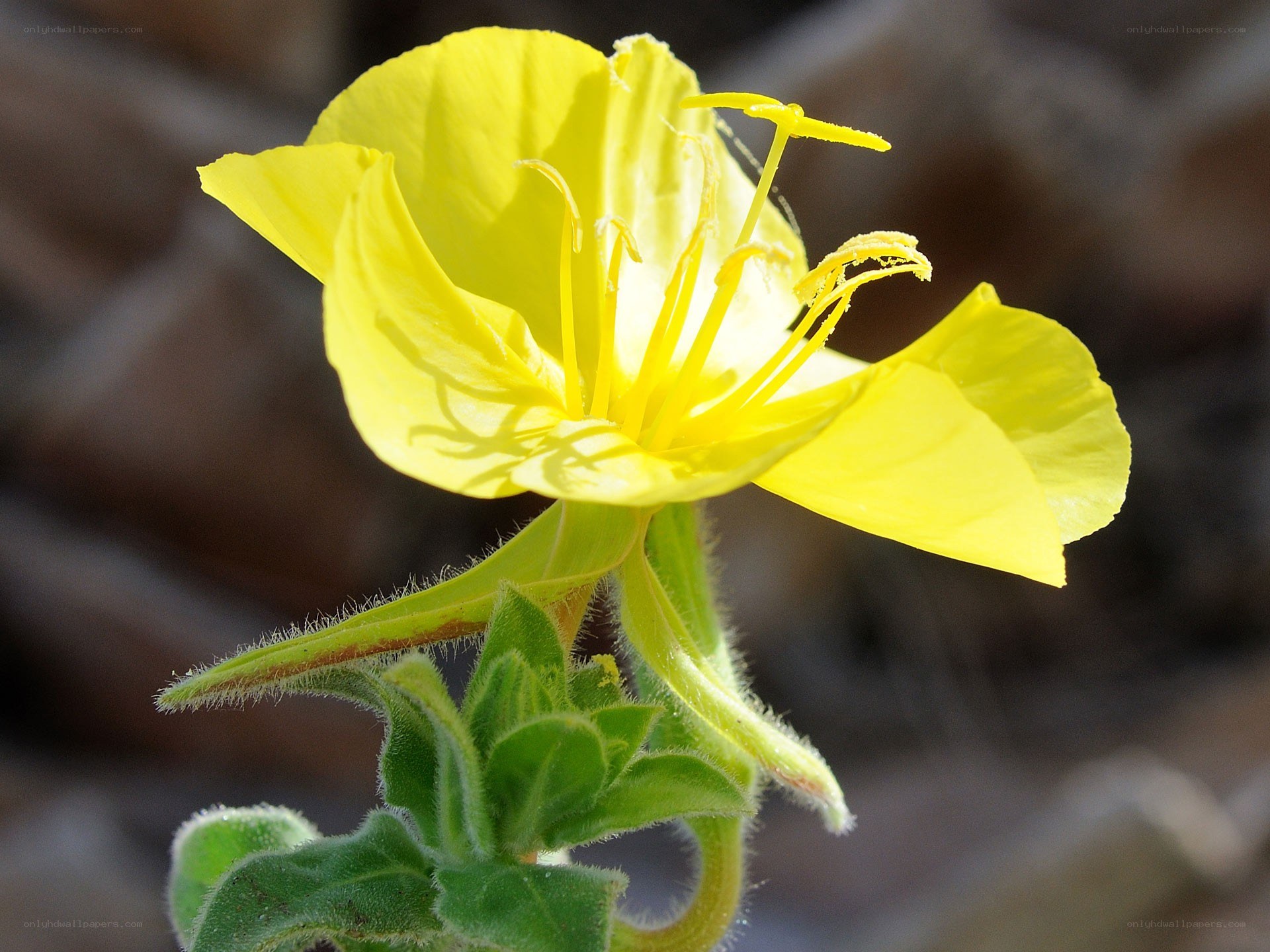 yellow flower in sunlight