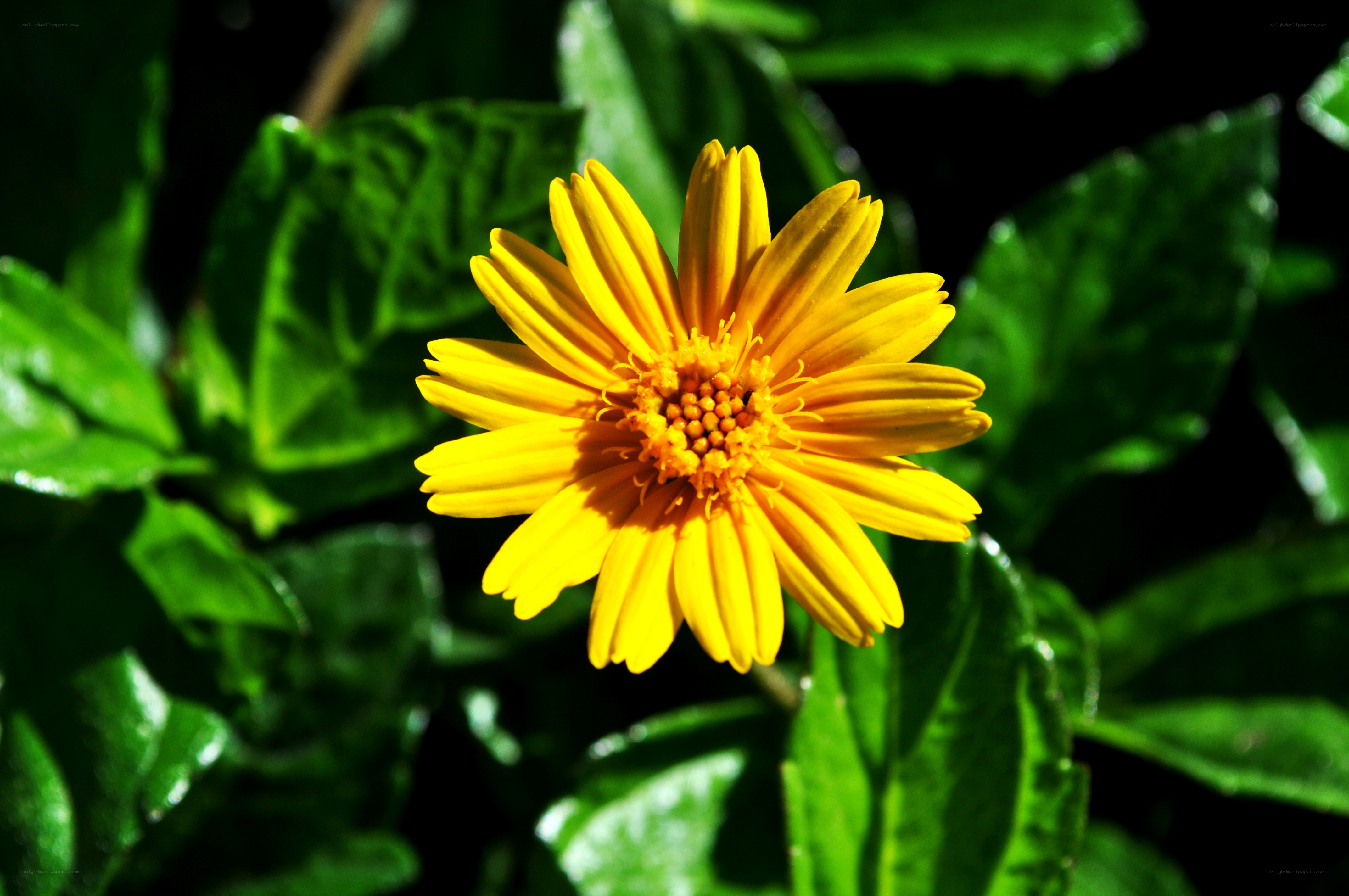 Yellow flower in sunlight