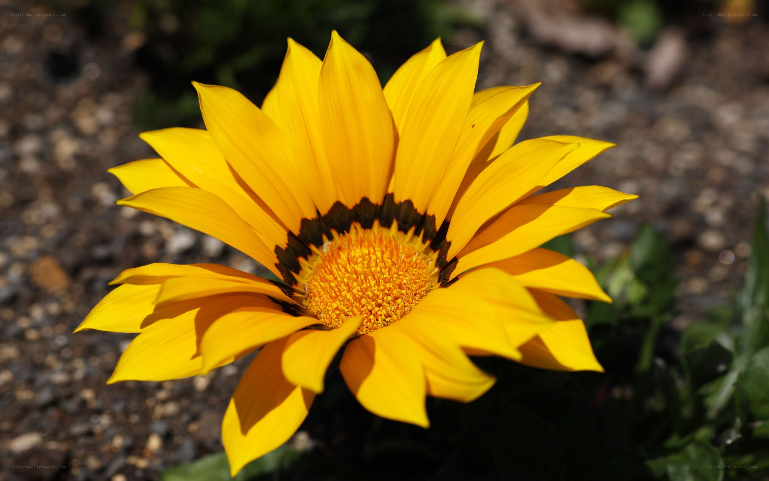 yellow flower in sunlight