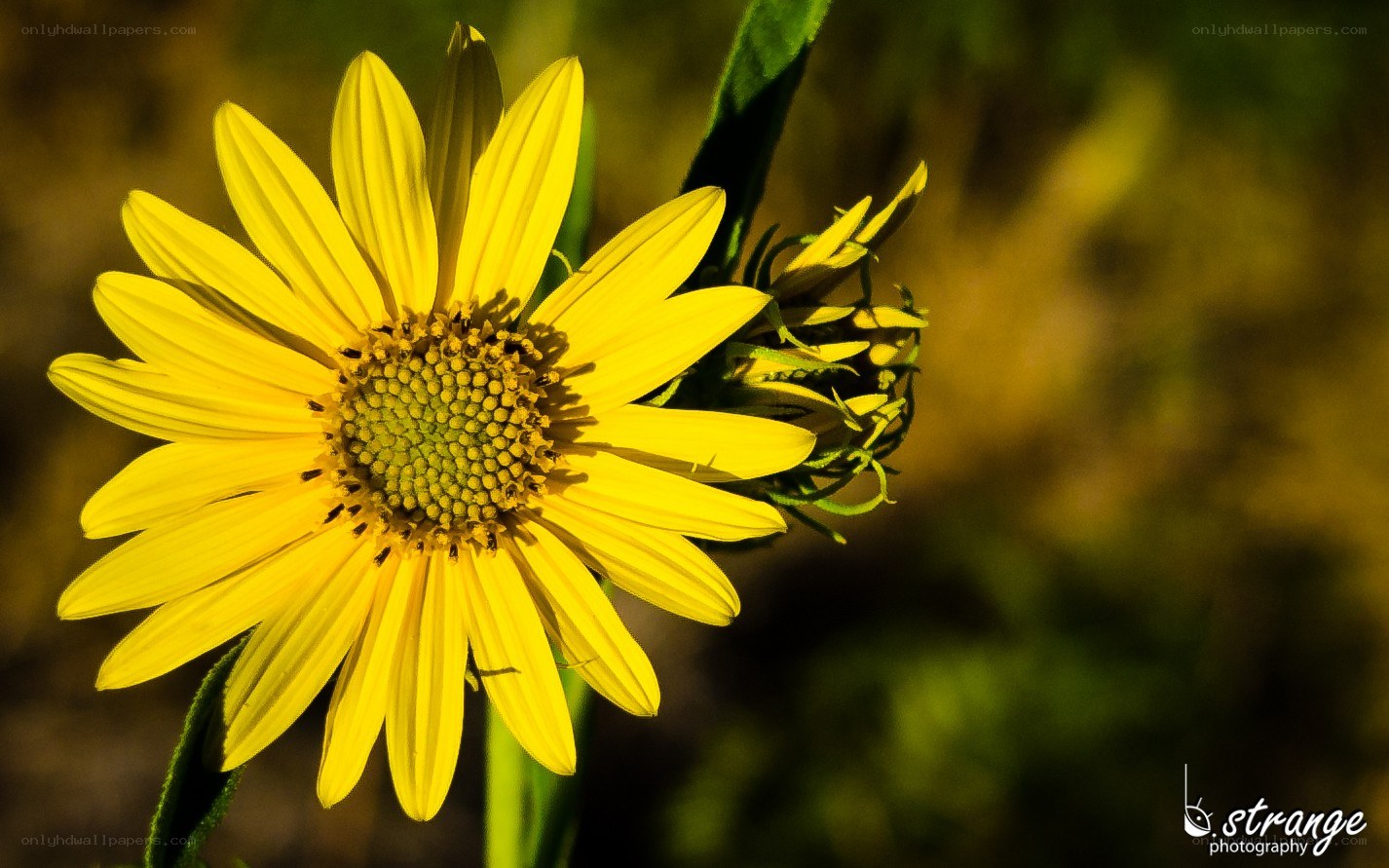 Yellow flower in sunlight