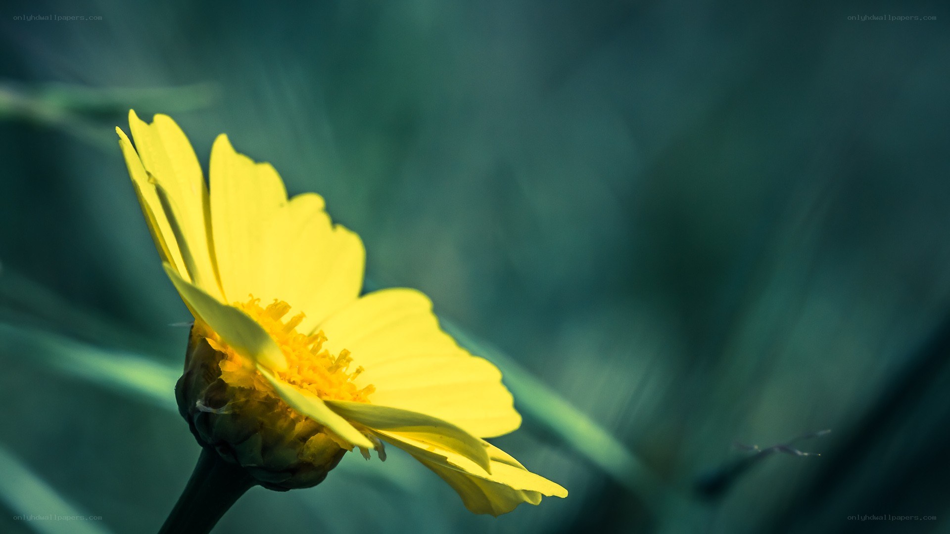 yellow flower in sunlight