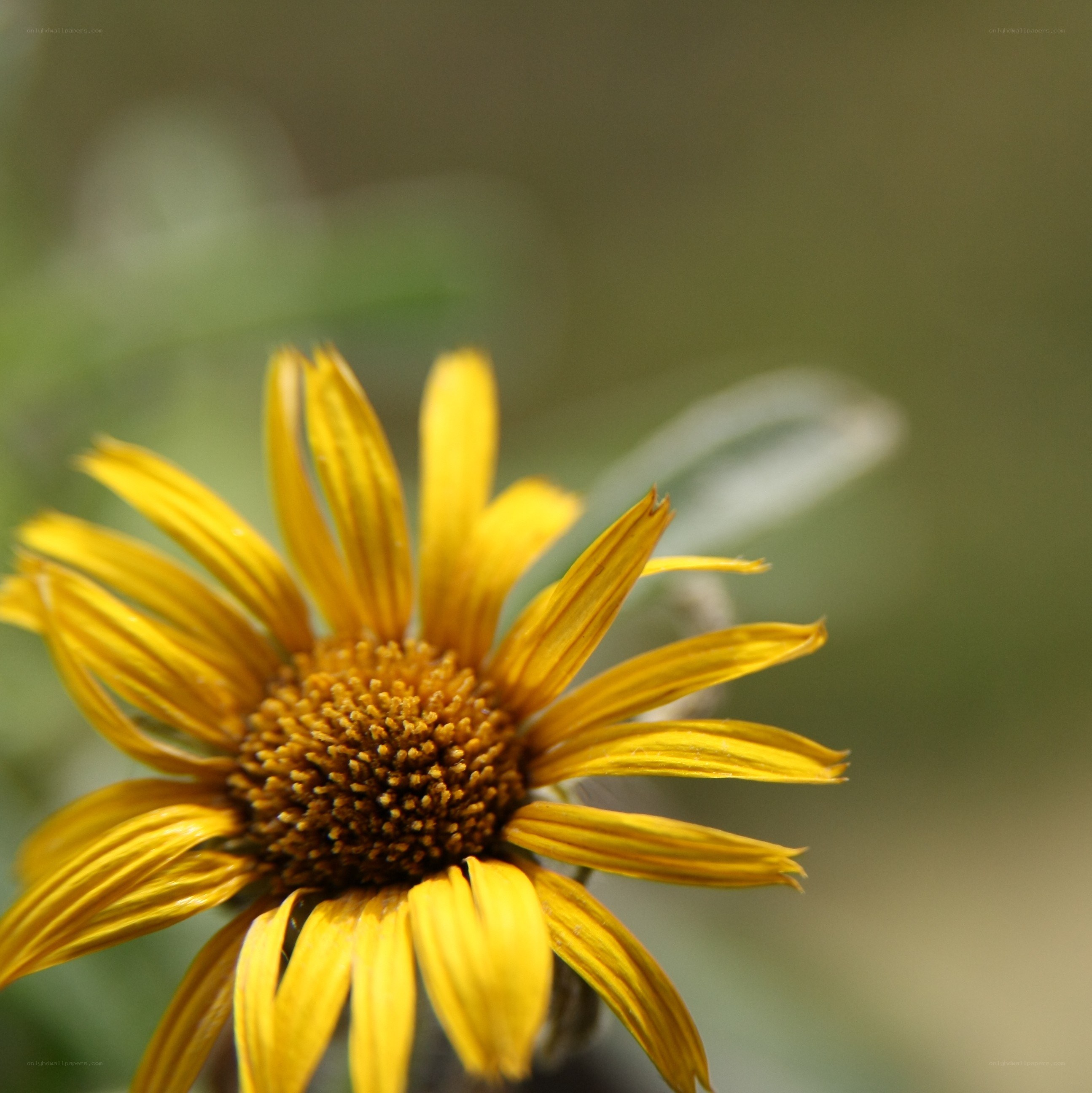 yellow flower in sunlight