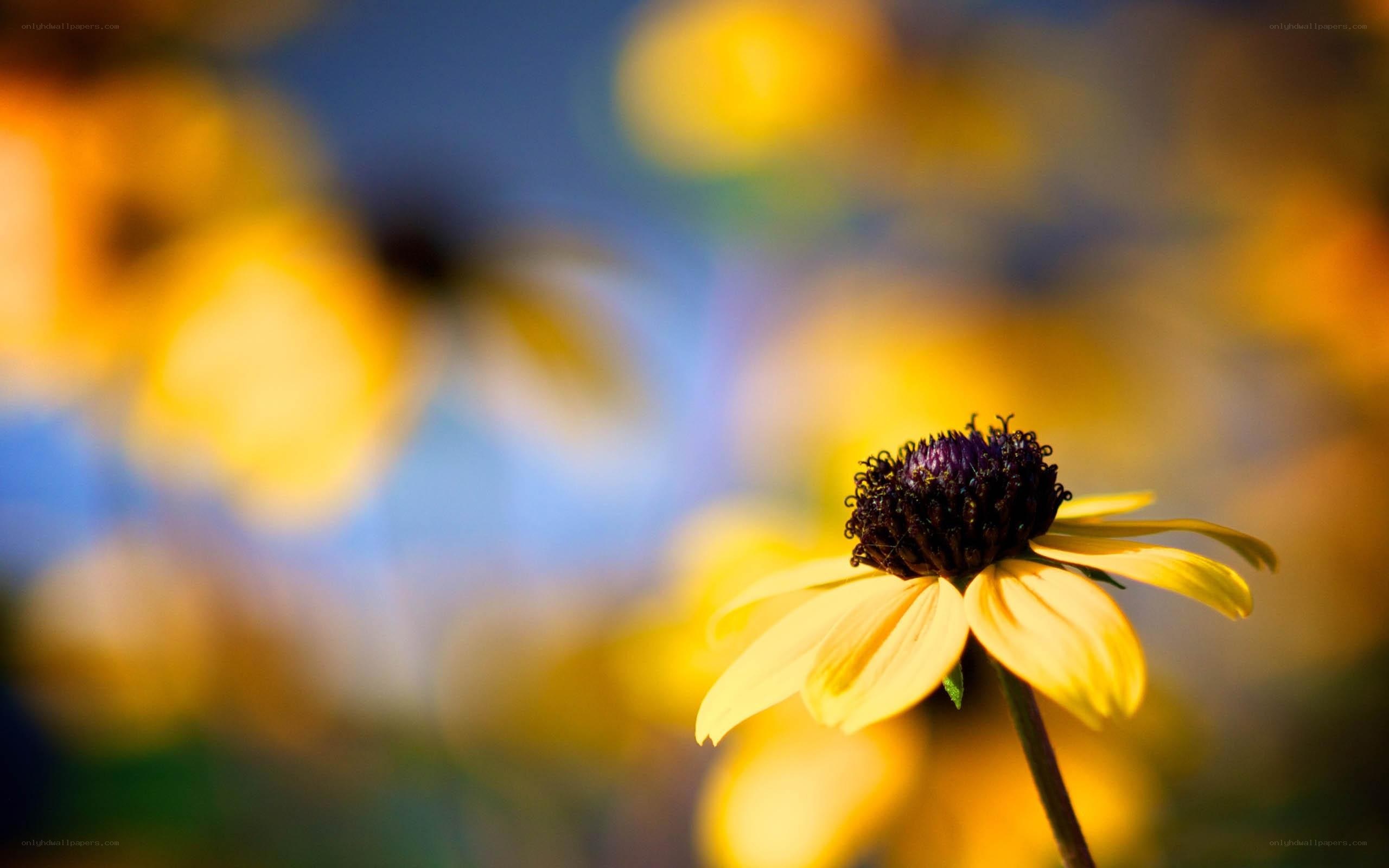 Yellow flower in sunlight