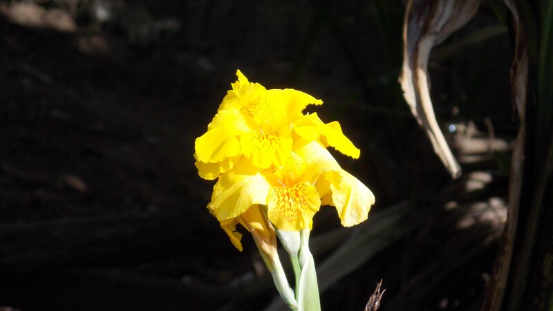 Yellow flower in sunlight