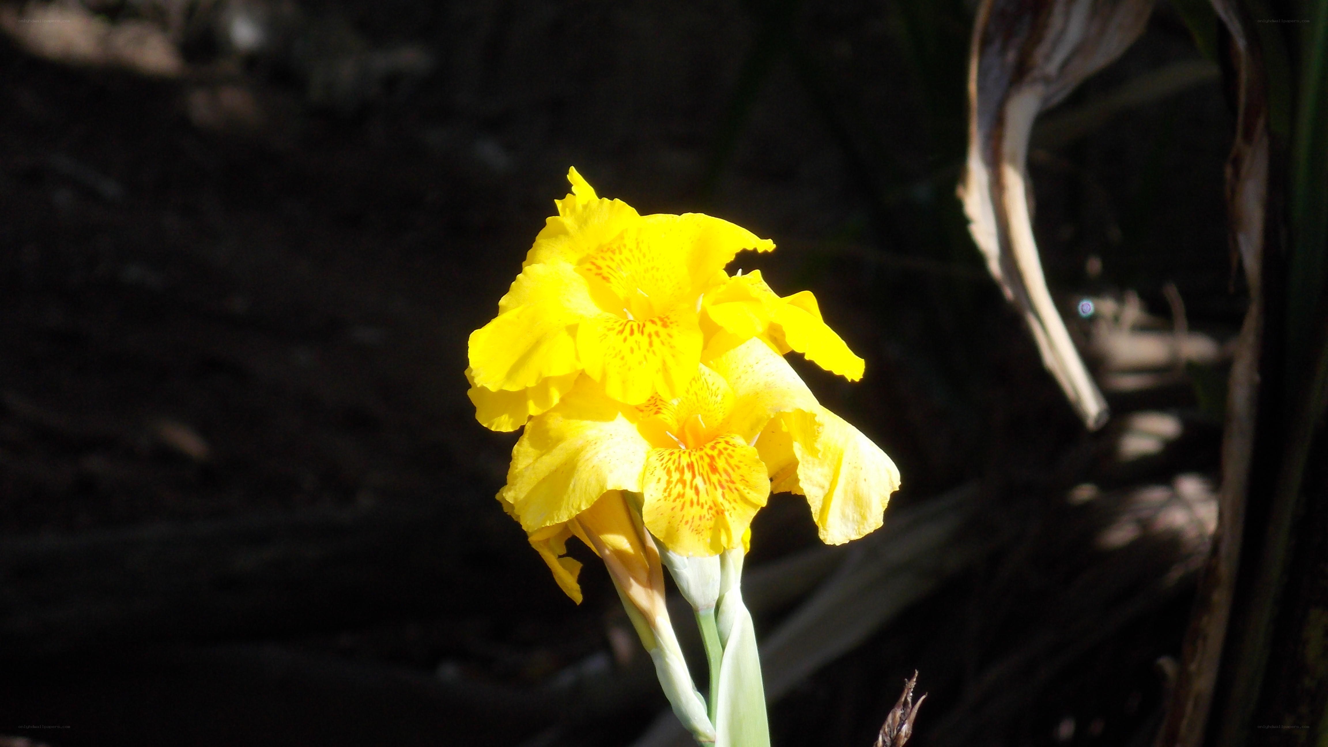 Yellow flower in sunlight