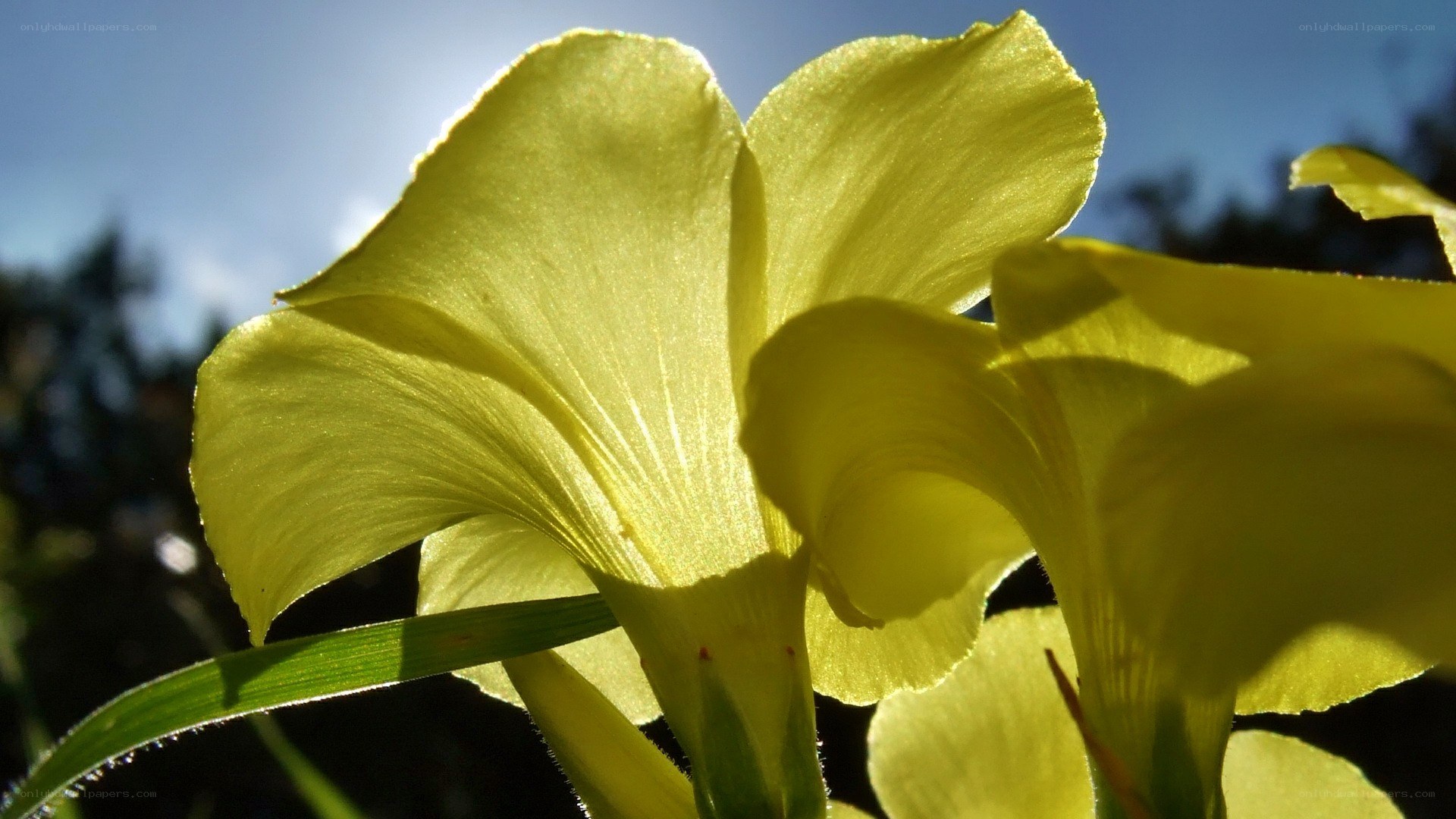 Yellow flower in sunlight