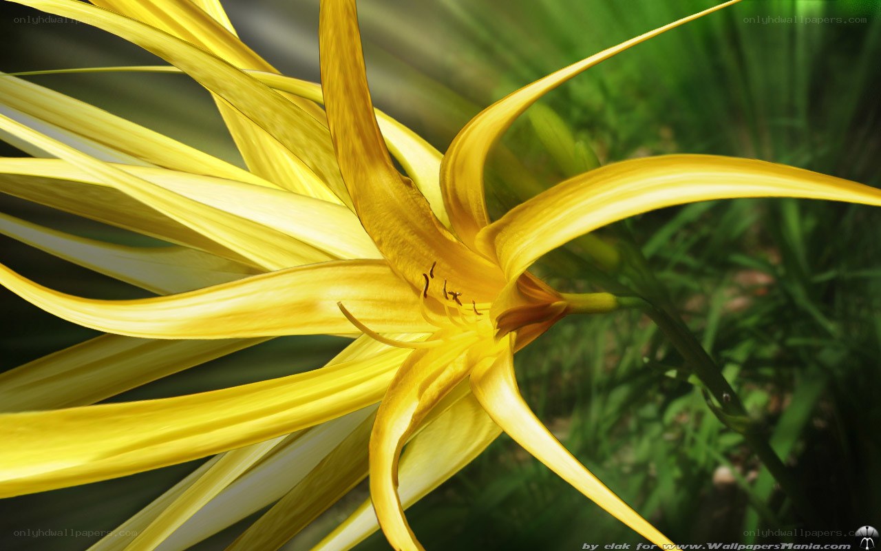 Yellow flower in sunlight