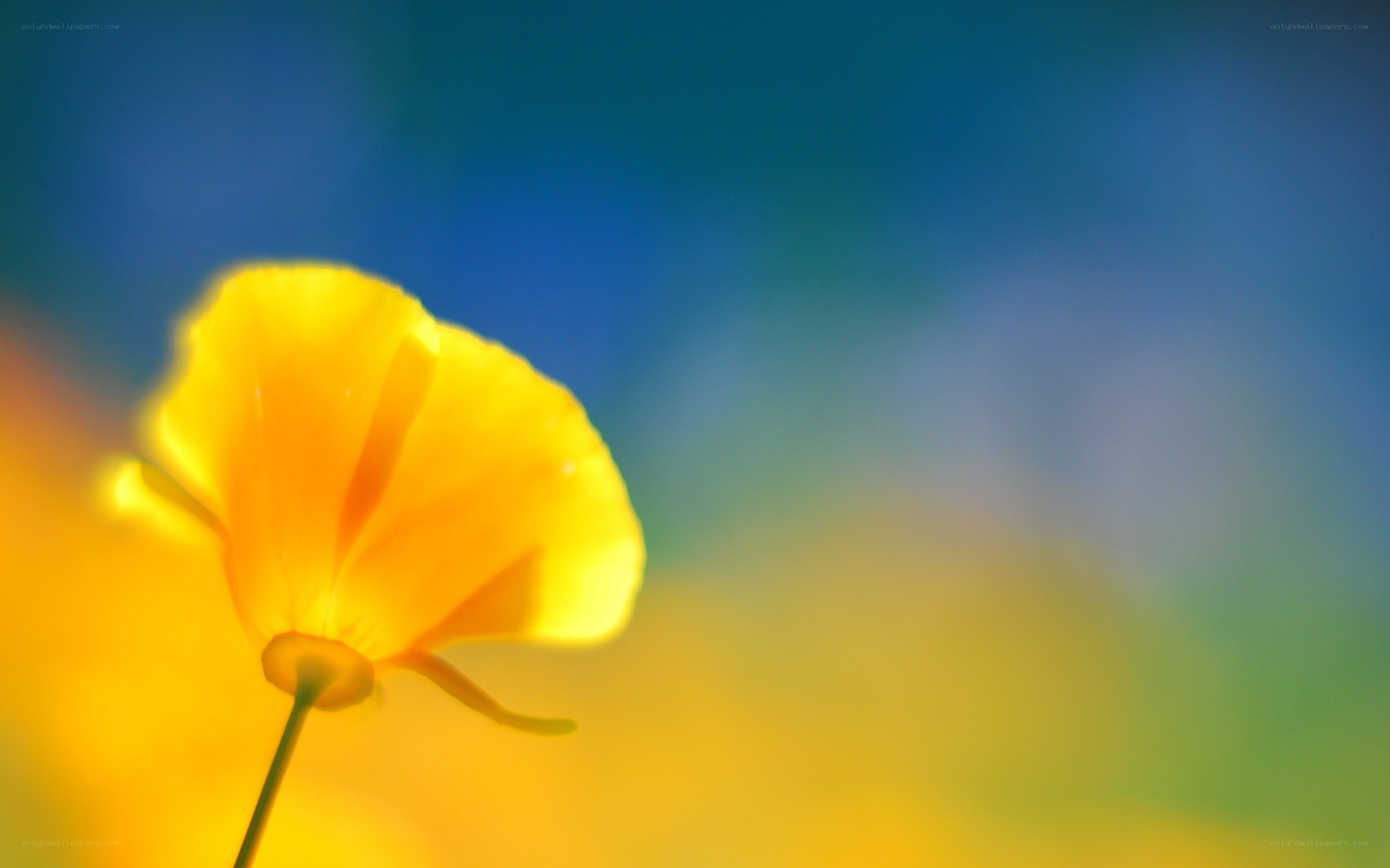 yellow flower in sunlight
