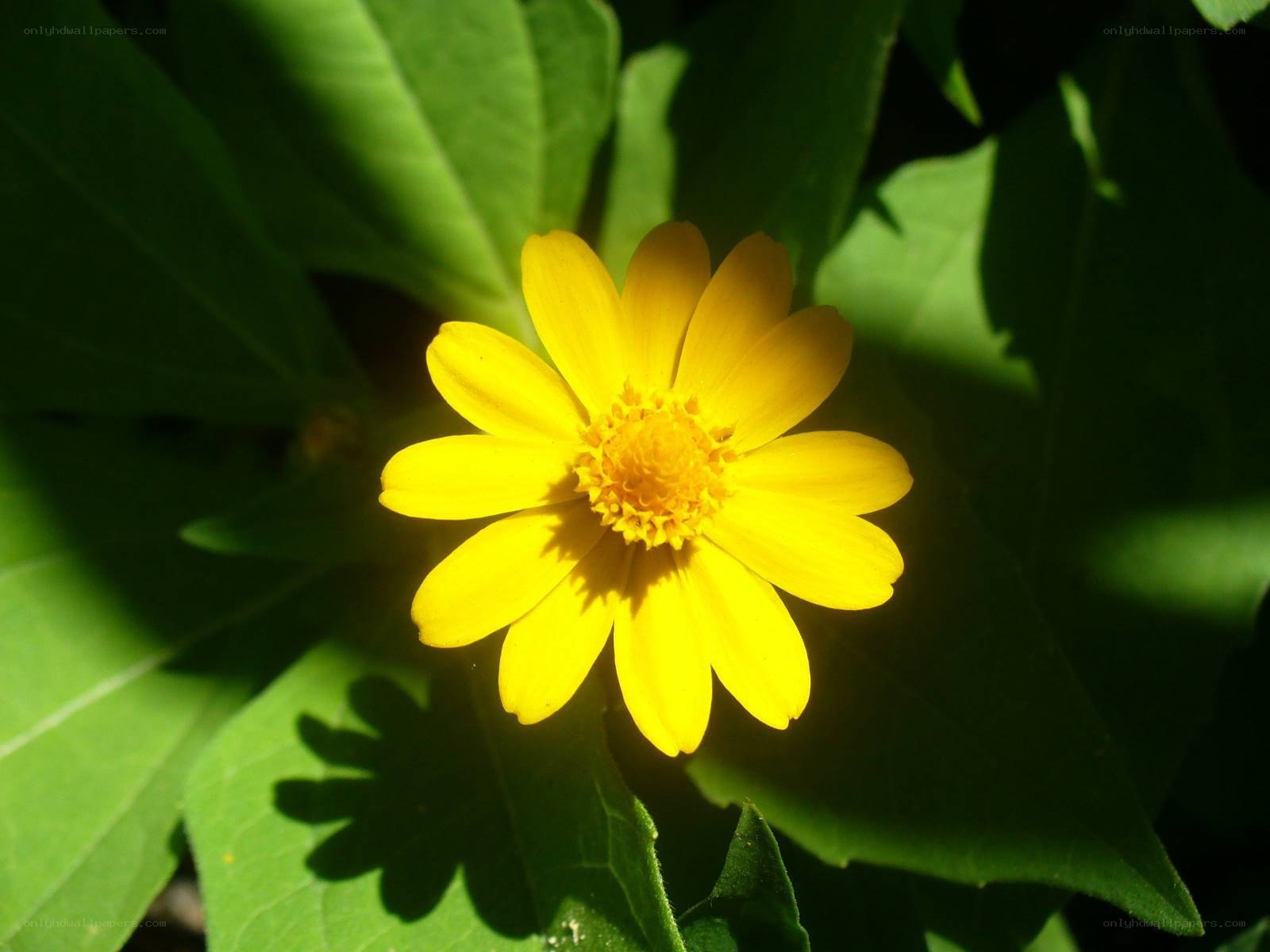 Yellow flower in sunlight