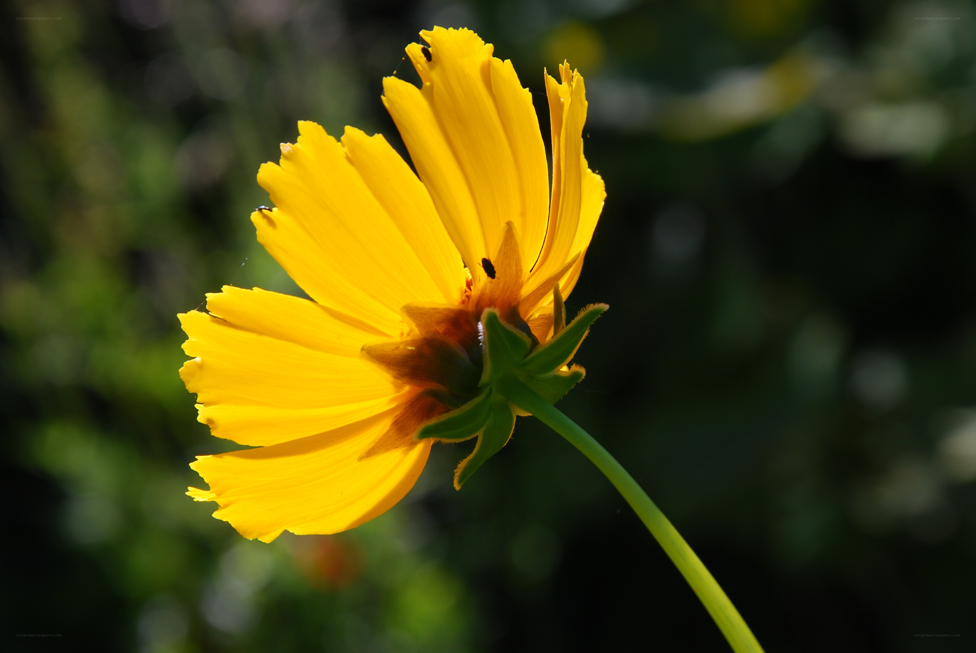 yellow flower in sunlight