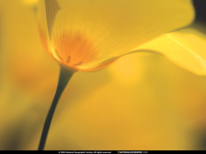 Yellow flower in sunlight