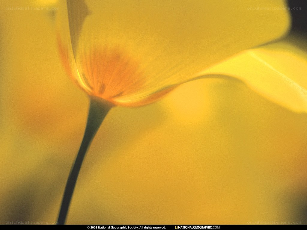 Yellow flower in sunlight