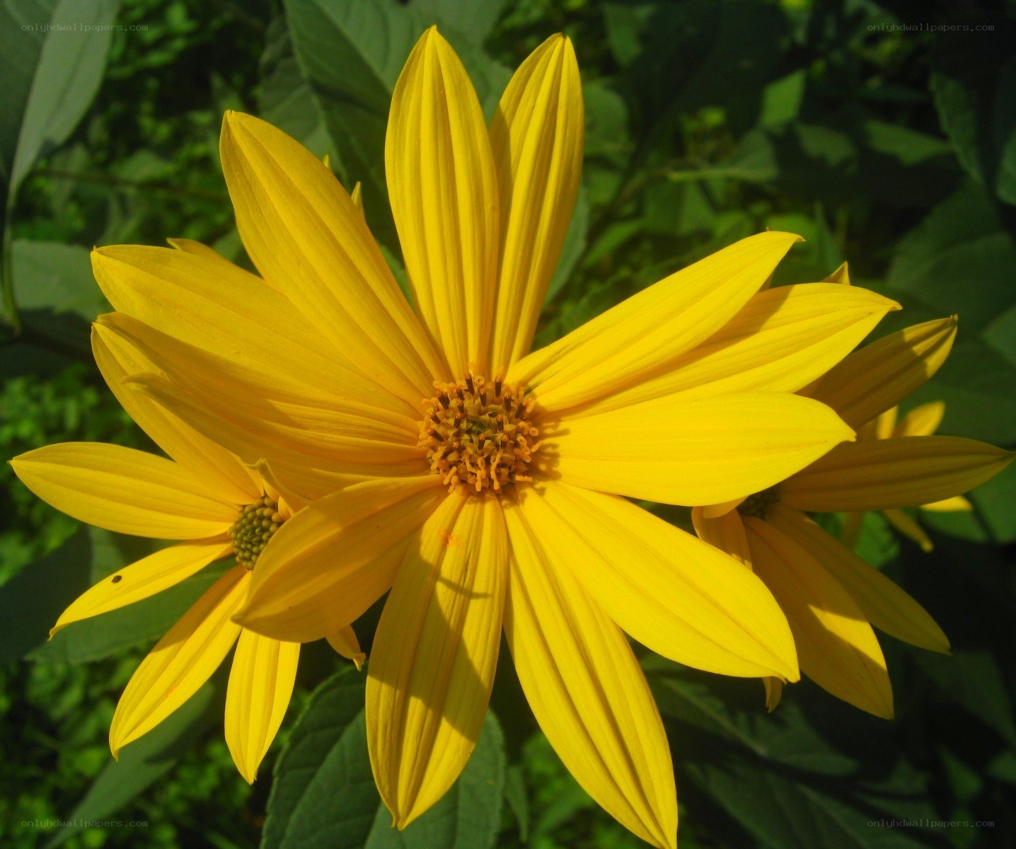 Yellow flower in sunlight