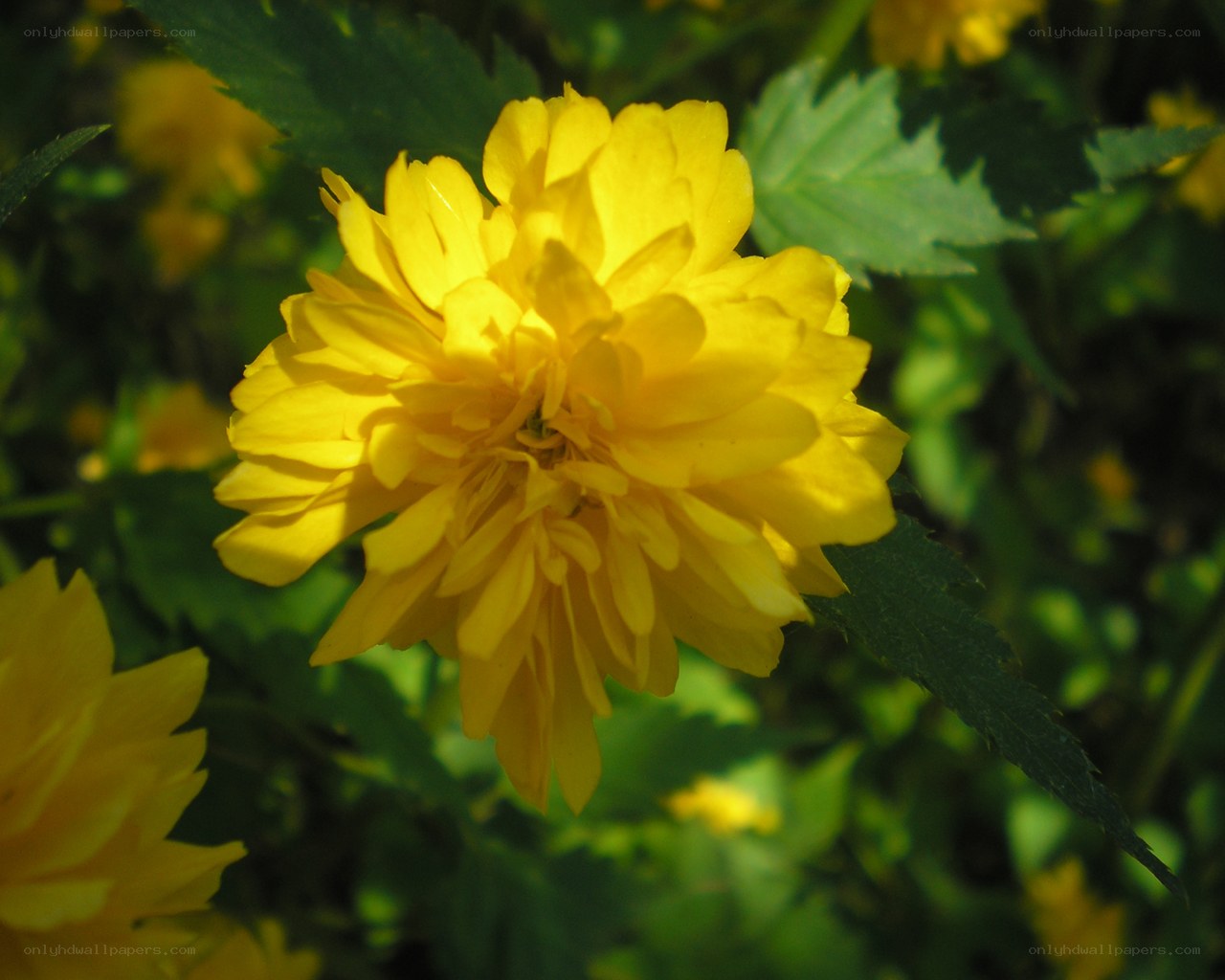 Yellow flower in sunlight
