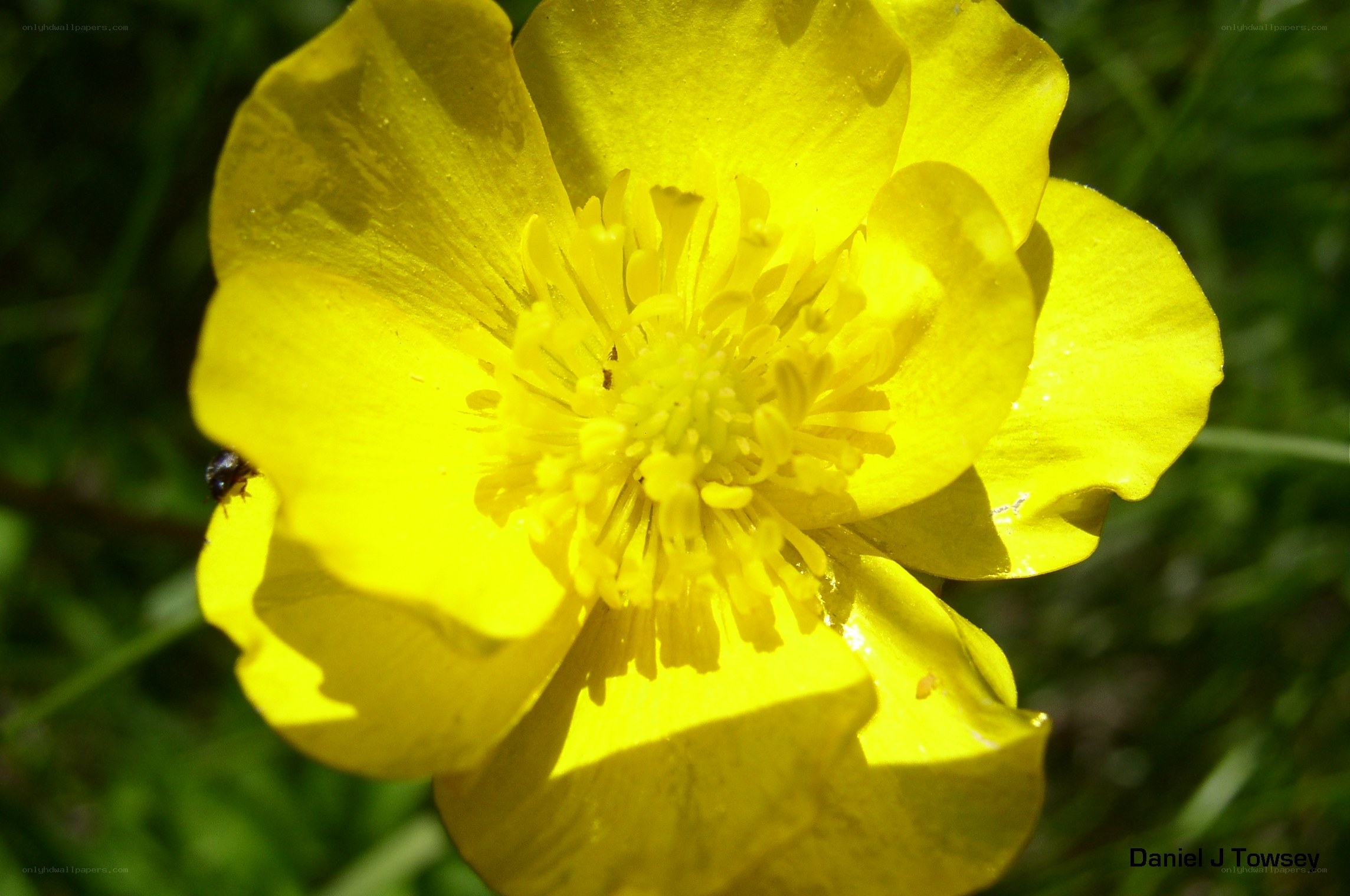 Yellow flower in sunlight
