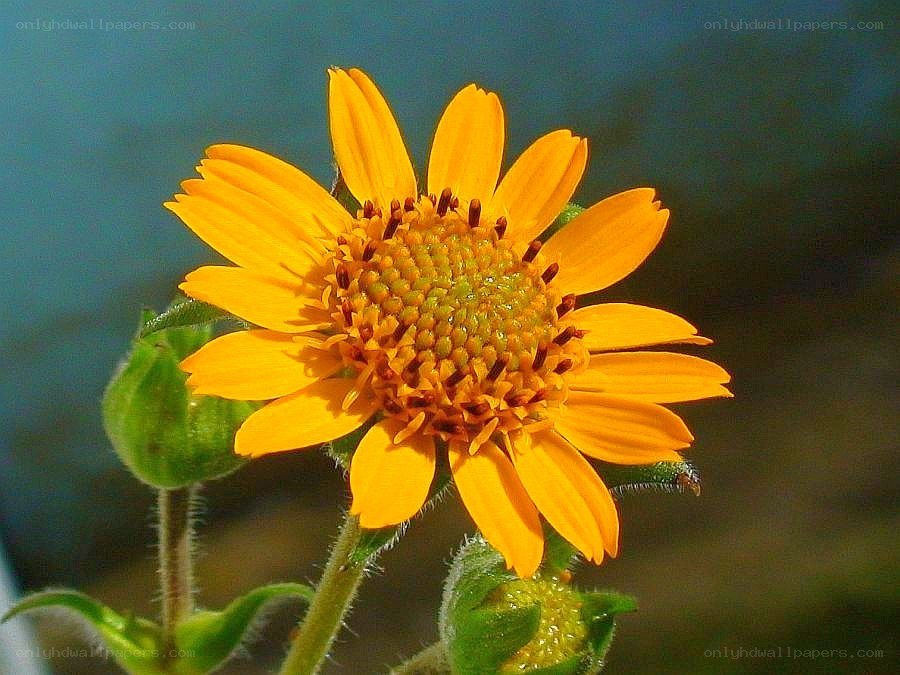 Yellow flower in sunlight