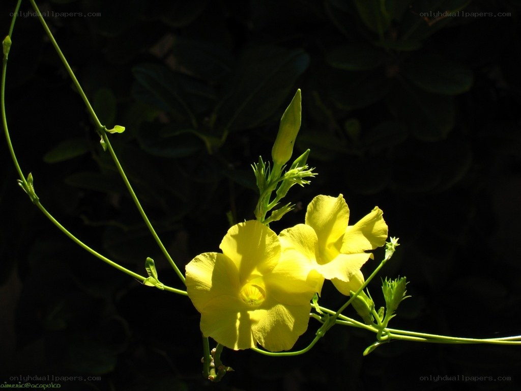Yellow flower in sunlight