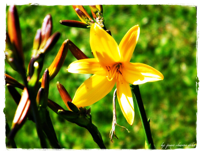Yellow flower in sunlight