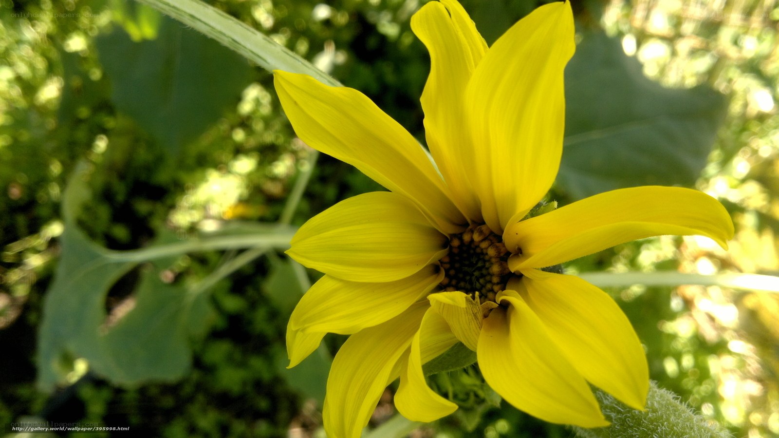 Yellow flower in sunlight