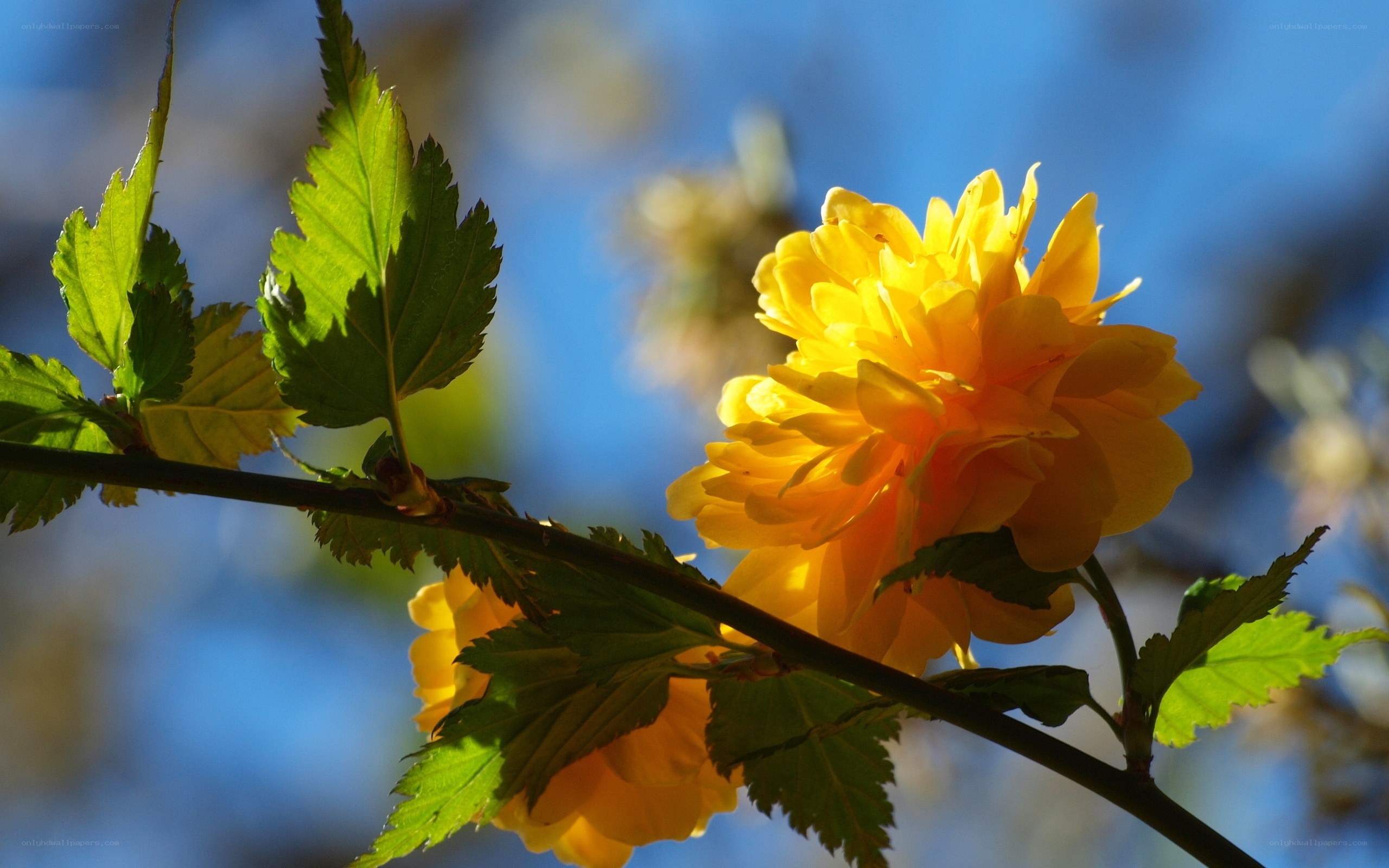 Yellow flower in sunlight