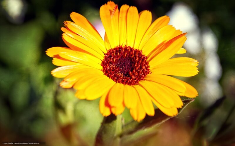 Yellow Flower in Sunlight — Bright, Afternoon, Photograph