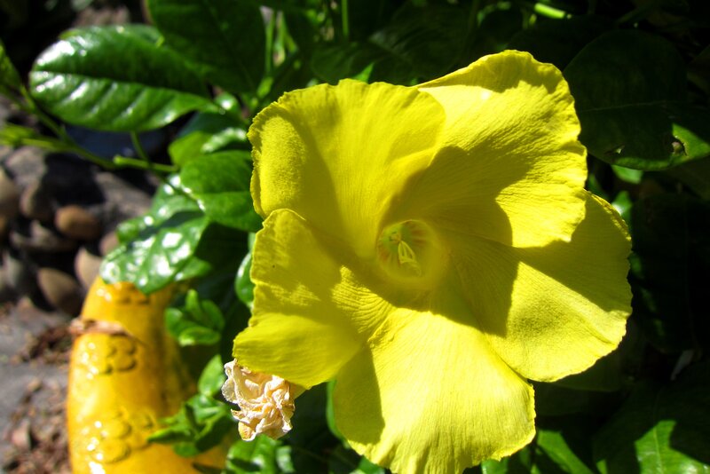 Yellow Flower in Sunlight — Bright, Afternoon