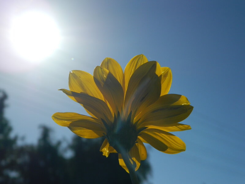 Yellow Flower in Sunlight — Bright