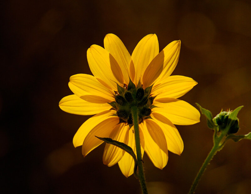 Yellow Flower in Sunlight — Dramatic, Sunset
