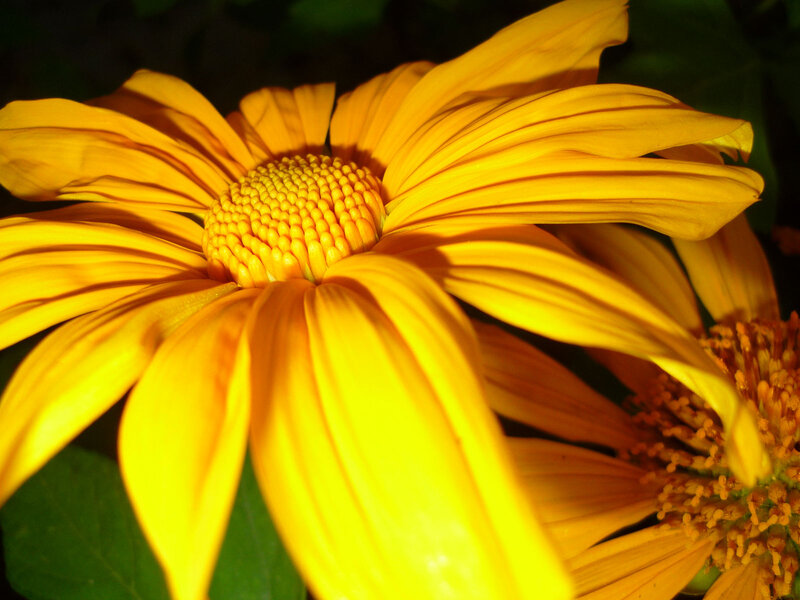 Yellow Flower in Sunlight — Dramatic