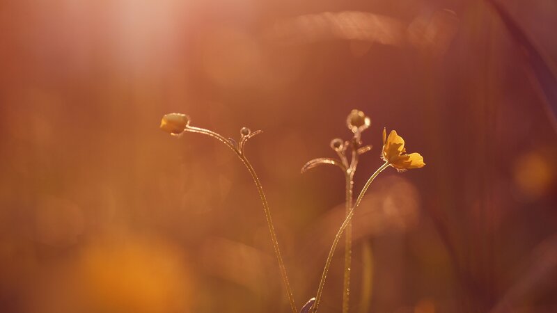 Yellow Flower in Sunlight — Orange