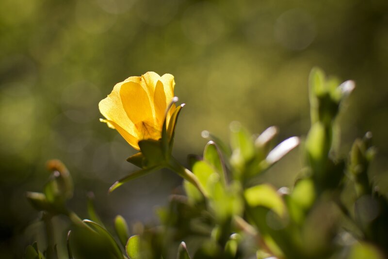 Yellow Flower in Sunlight — Serene, Afternoon, Photograph, Green Leaves, Bokeh