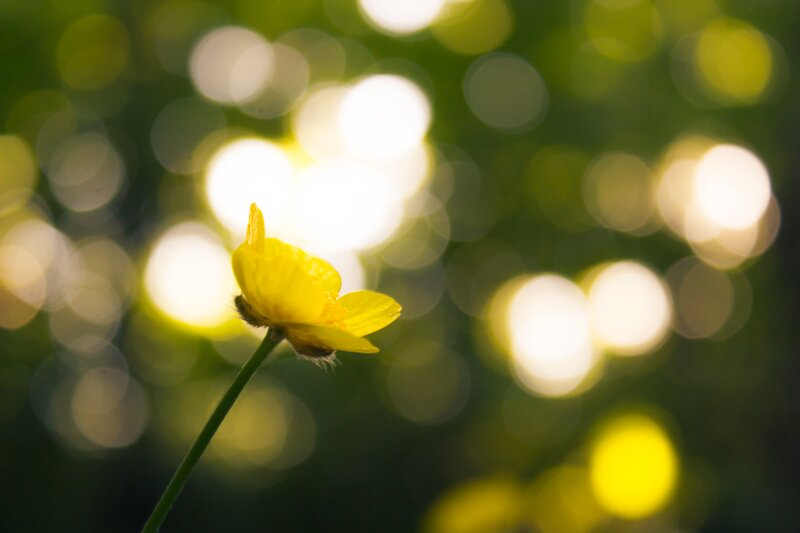 Yellow Flower in Sunlight — Serene, Afternoon, Photograph, Stem, Bokeh