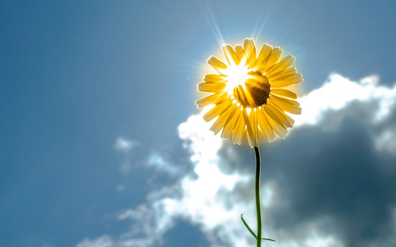 Yellow Flower in Sunlight — Serene, Afternoon