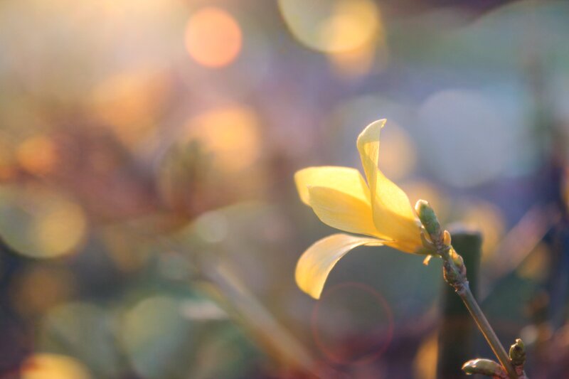 Yellow Flower in Sunlight — Serene, Sunset, Photograph