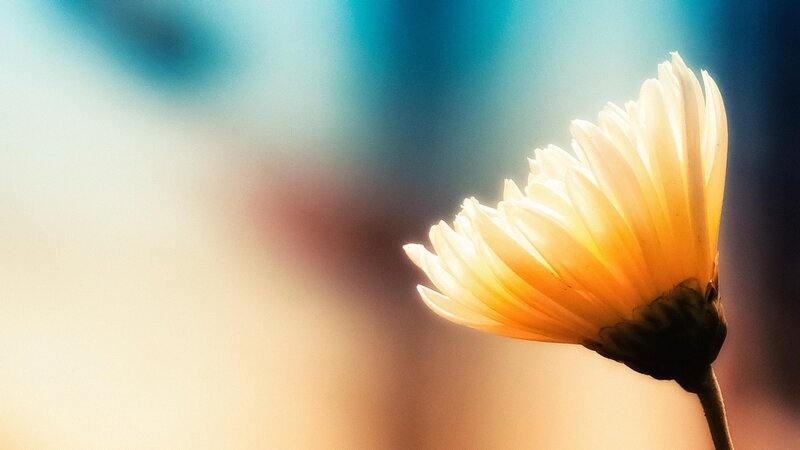 Yellow Flower in Sunlight — Serene, Sunset
