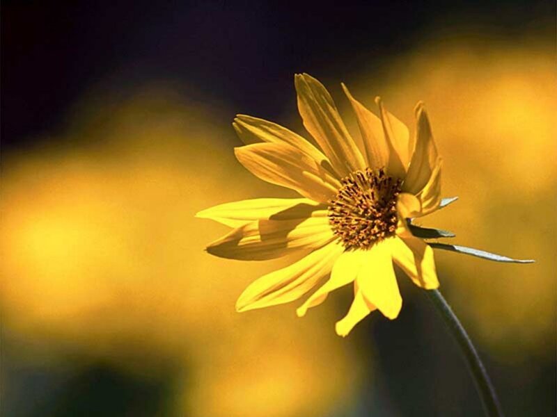 Yellow Flower in Sunlight — Serene
