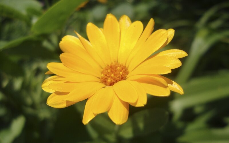 Yellow flower in sunlight