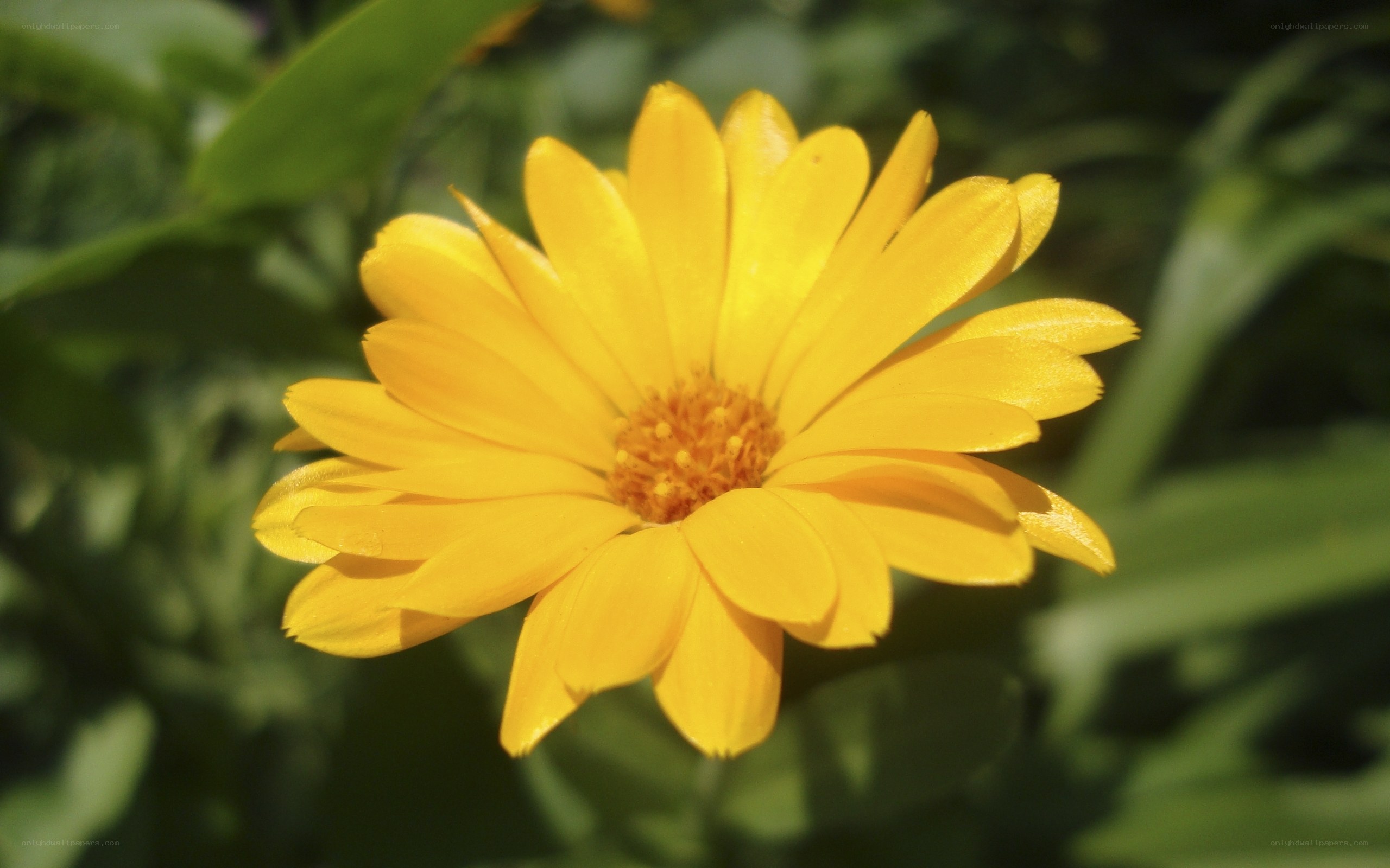 Yellow flower in sunlight