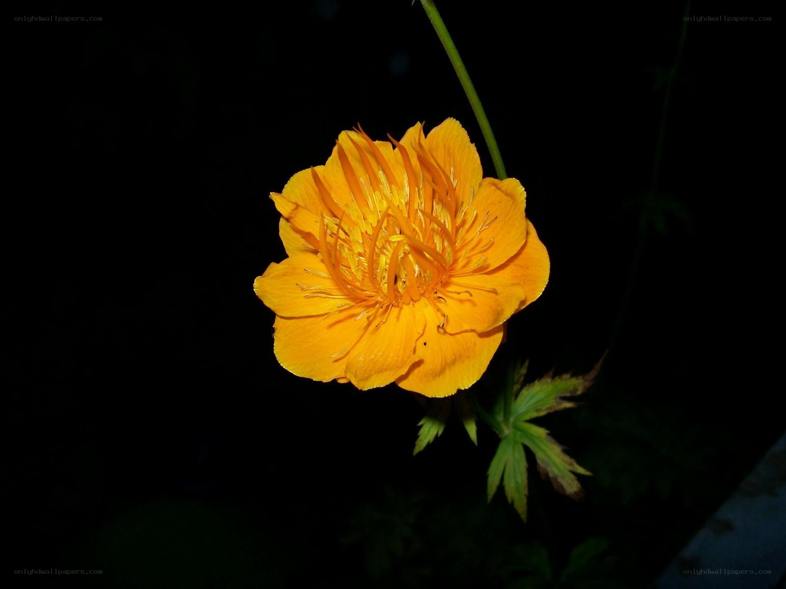 Yellow flower in the dark
