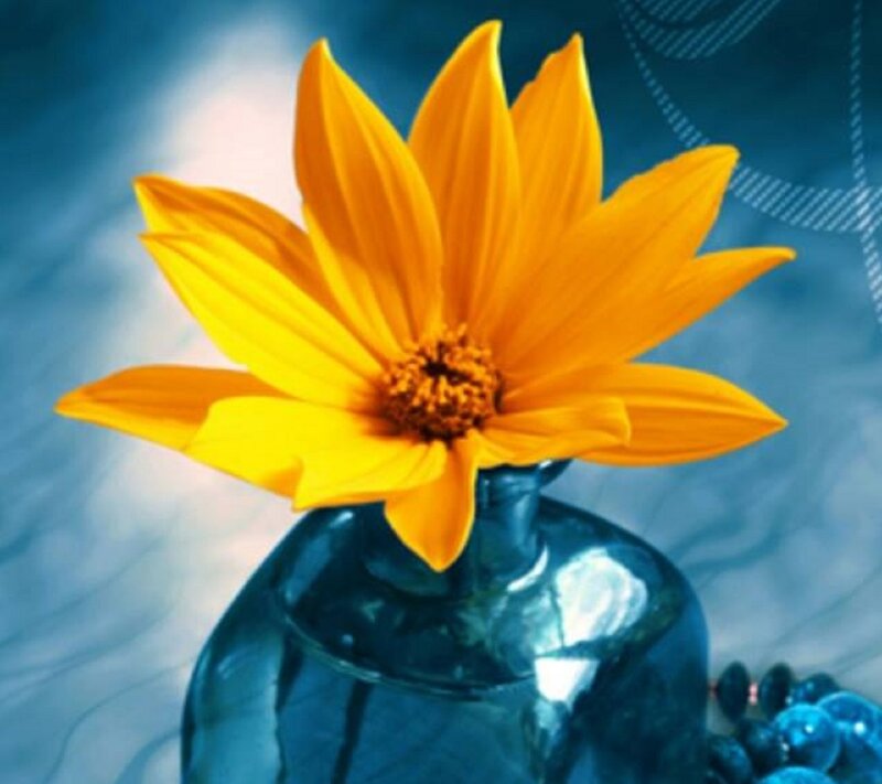 Yellow Flower in Vase — Calm